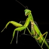 Fangschrecken (Mantodea)