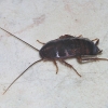 Schaben (Blattodea)