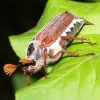 Käfer (Coleoptera)