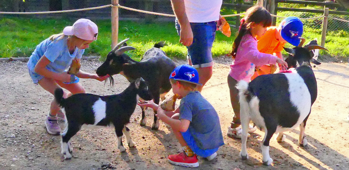 In Kontaktgehegen lernen Stadtkinder den Umgang mit Tieren. Wie hier im Walter Zoo in Gossau SG, sind viele Zoos dazu übergegangen zusätzlich zu oder anstelle von Fütterungsmöglichkeiten Bürsten zur Fellpflege anzubieten, was von Kindern wie Tieren gleichermaßen gerne angenommen wird © Peter Dollinger, Zoo Office Bern