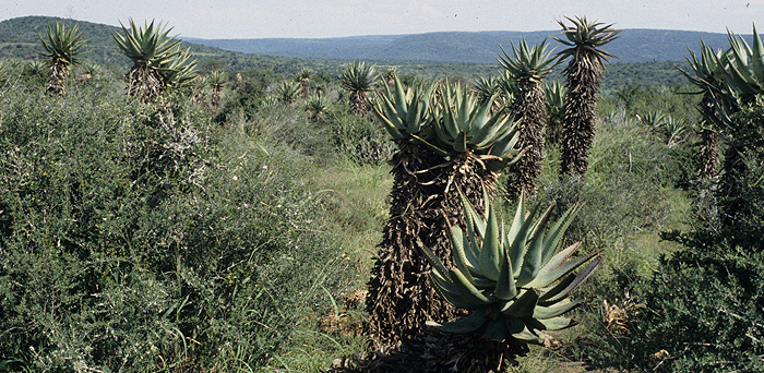 SAF-04-04-07 valleybushveld andriesvosloo1