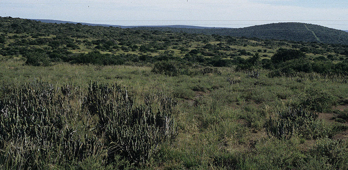 SAF-04-04-07 valleybushveld andriesvosloo2