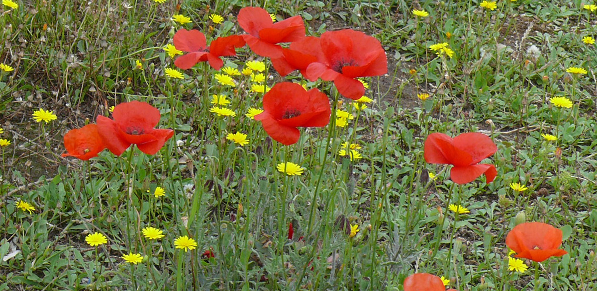 ATL CORSE papaver rhoeas tizzano PD1