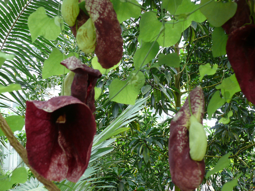 PIPERALES Aristolochia maxima Palmengarten PD2