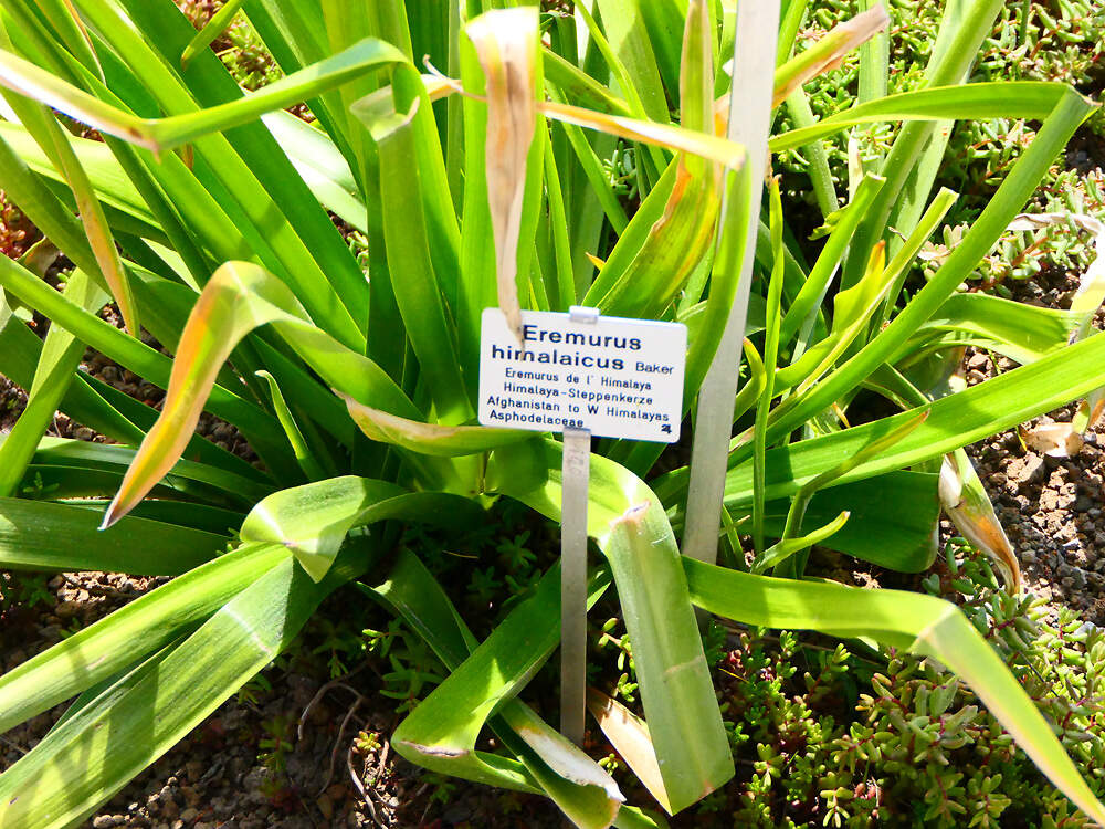 ASPHODELACEAE eremurus himalaicus bogafri PD2