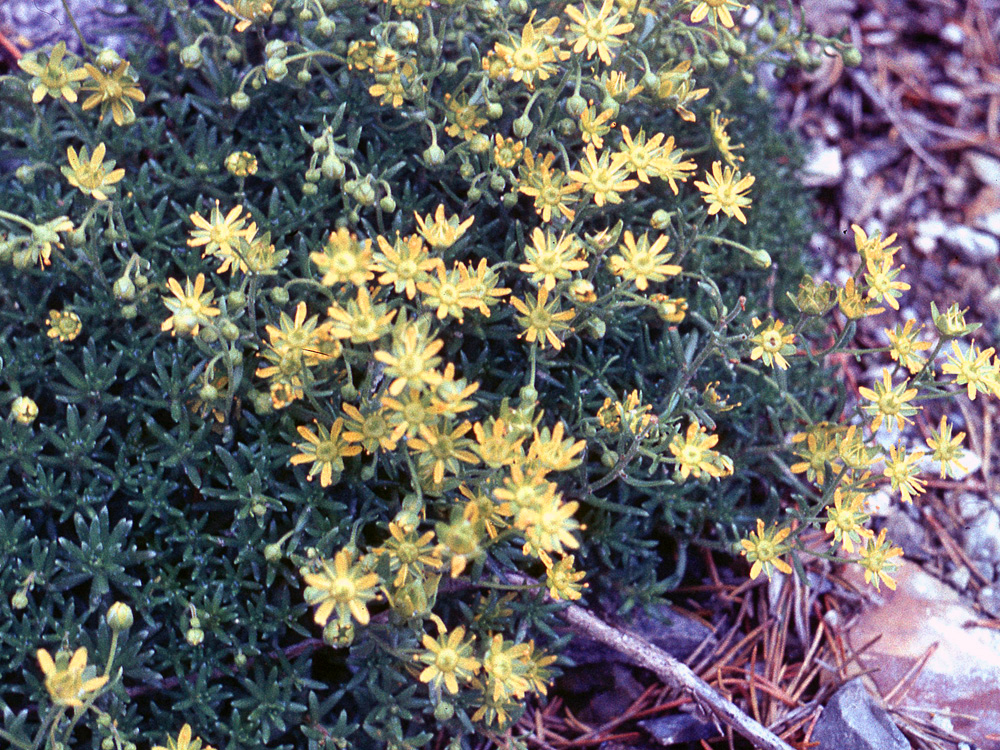 SAXIFRAGACEAE saxifraga aizoides CH NP 9