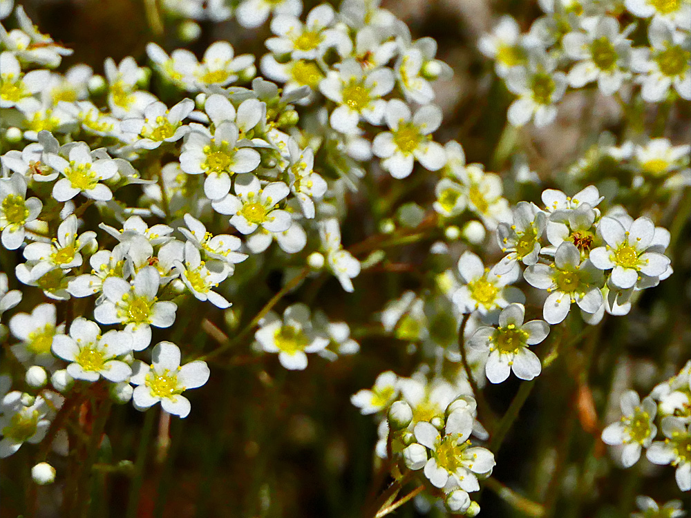 SAXIFRAGACEAE saxifraga tricrenata BOGAFRI PD1