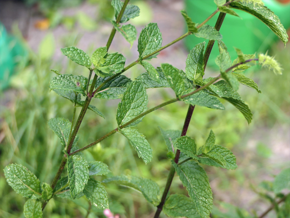 LAMIALES LAMIACEAE Mentha x piperita lfeld PD2