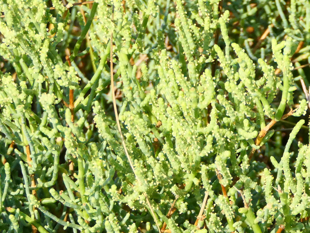 CARYOPHYLLALES AMARANTHACEAE Salicornia europaea Pt de Gau PD2