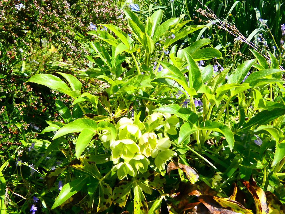 RANUNCULACEAE helleborus lividus BOGABE PD2