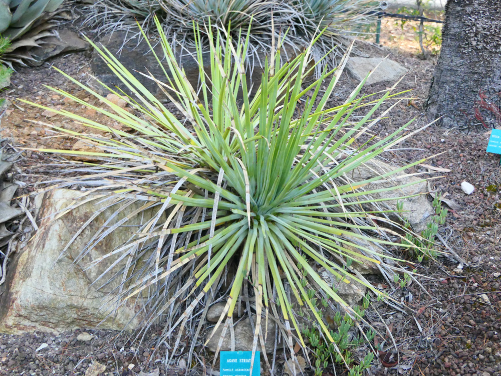 AGAVACEAE Agave striata Lalonde PD1