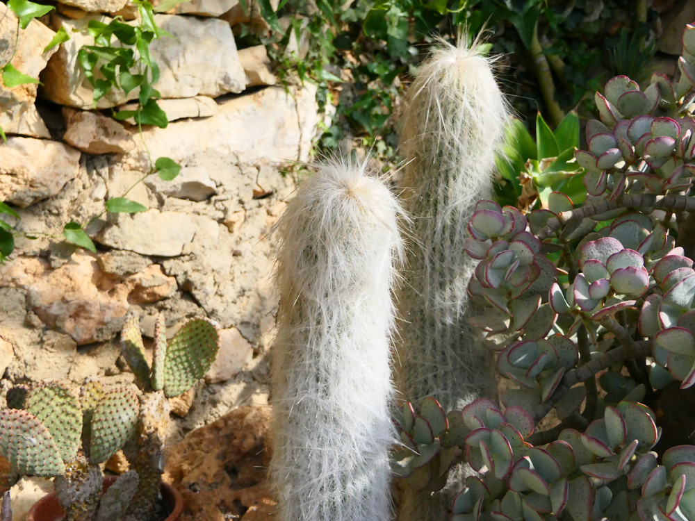 CACTACEAE Cephalocereus senilis Sanary PD1