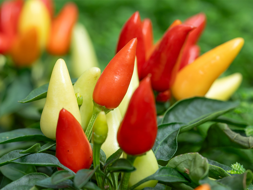 SOLANALES solanaceae capsicum chinense frutigen frucht PD1