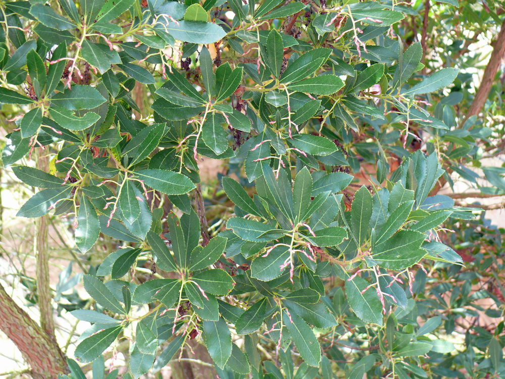 ERICALES Ericaceae Arbutus unedo ruelzheim PD1