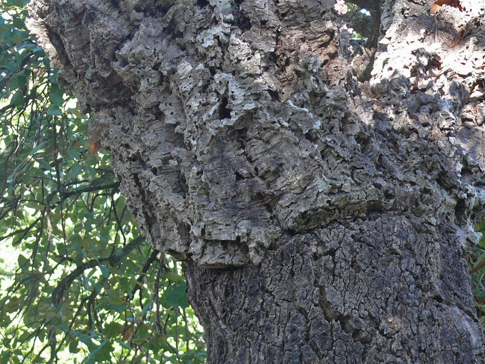 FAGACEAE Quercus suber gonfaron PD1