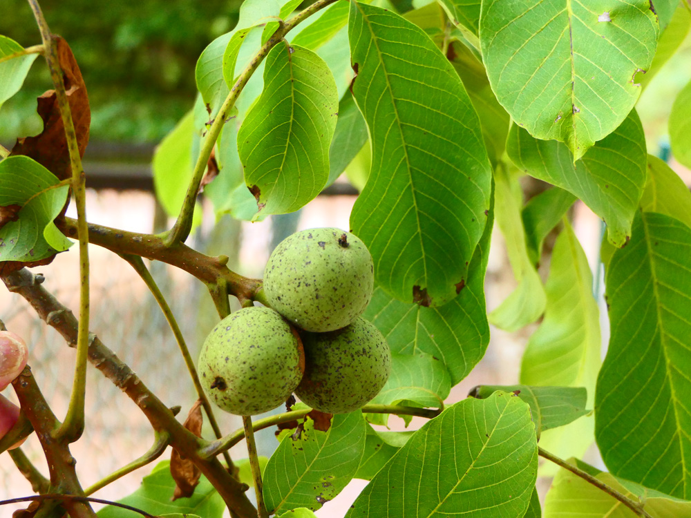 FAGAL juglandaceae juglans regia steinen PD1