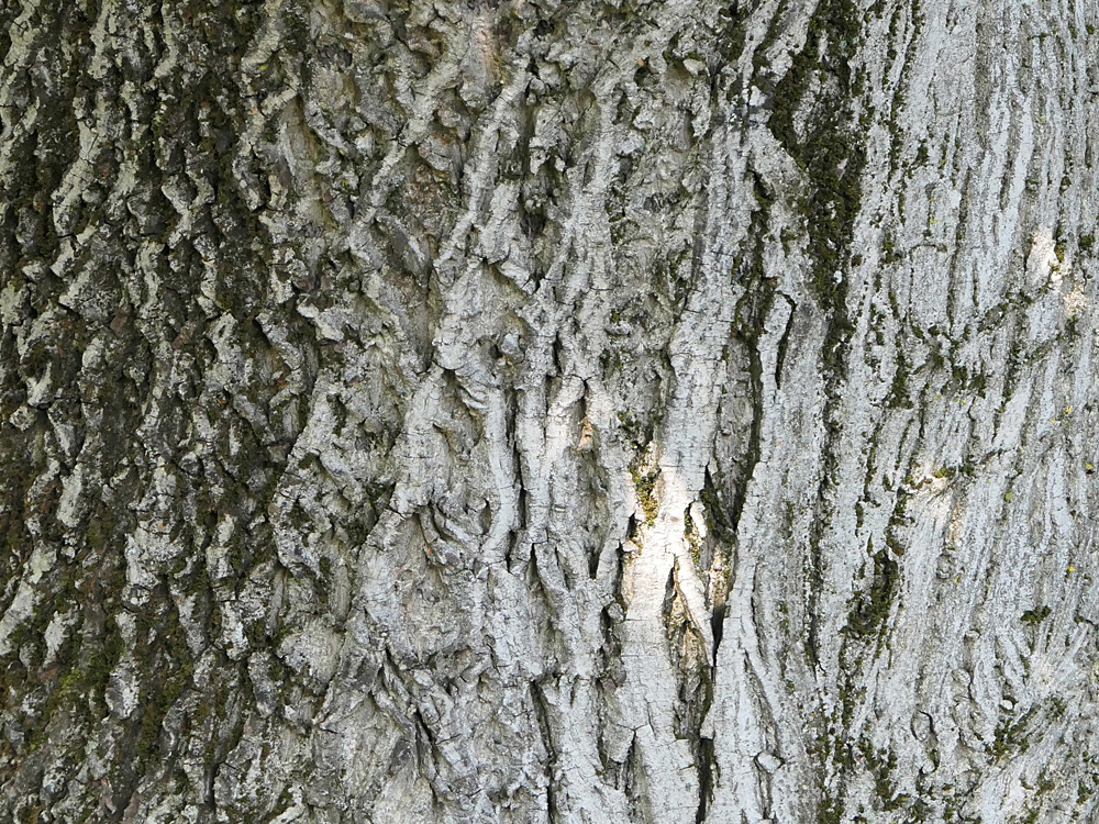 FAGAL juglandaceae juglans regia zrh PD1