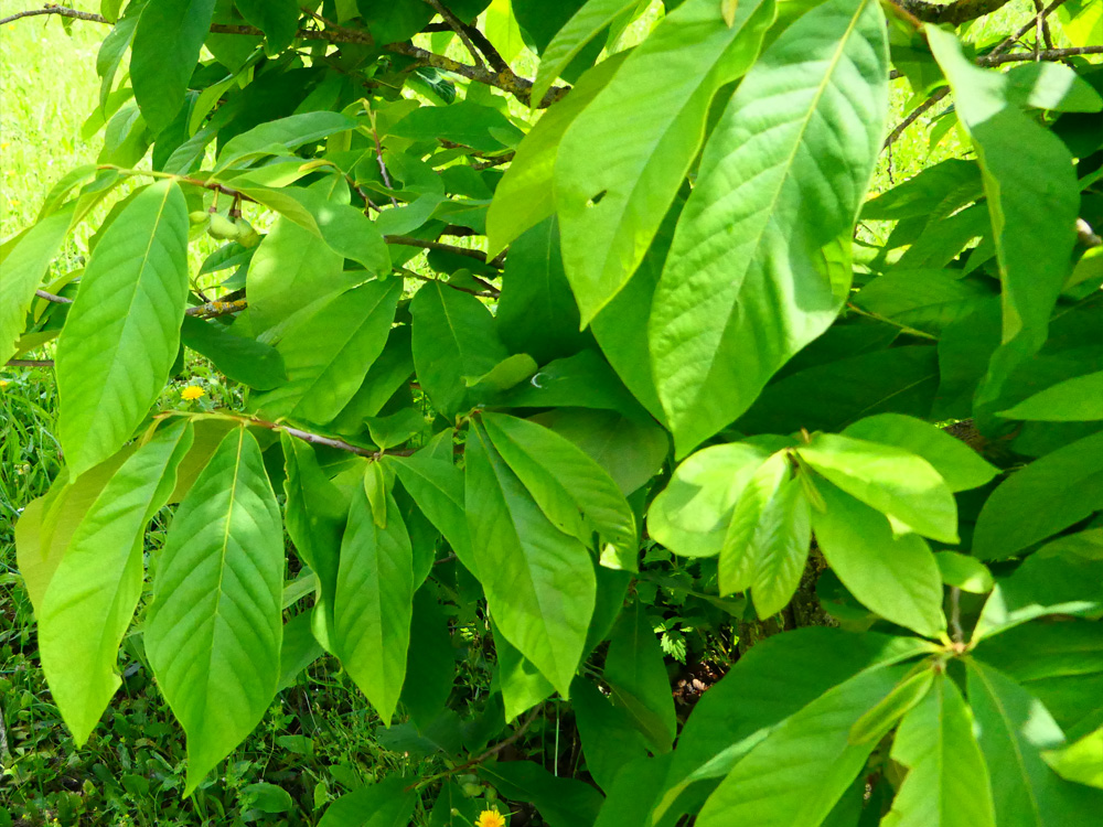 MAGNOLIALES annonaceae asimina triloba ruelzheim PD1