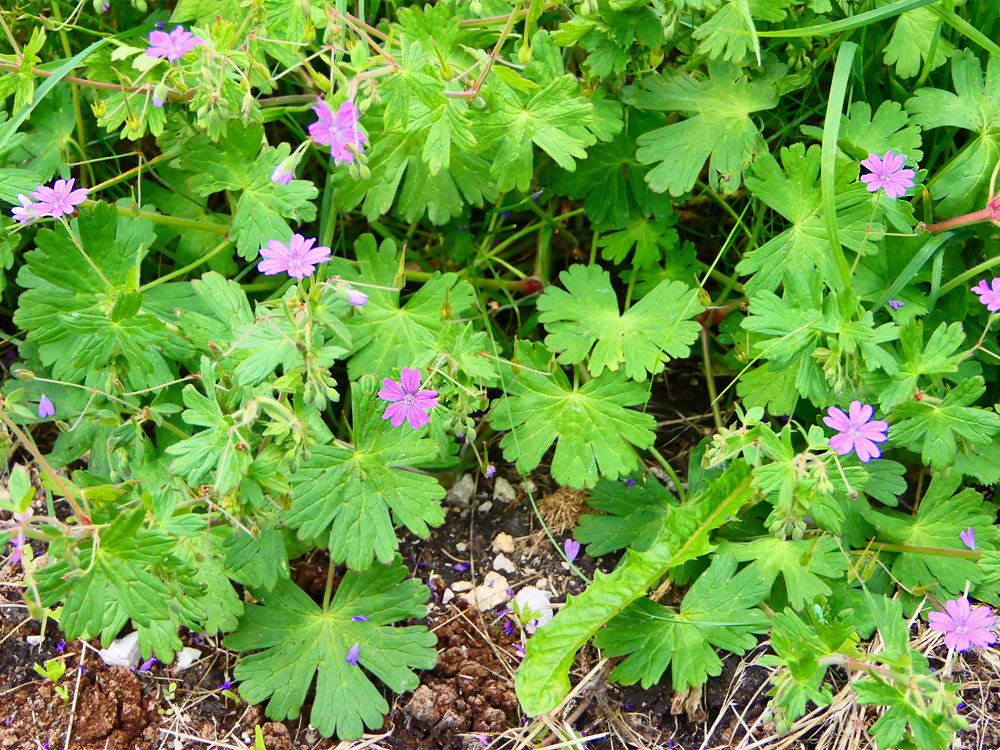 GERANIACEAE geranium pyrenaicum juraparc PD1