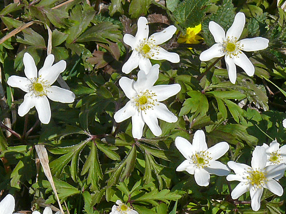 RANUNCULACEAE anemone nemorosa ettiswil PD1