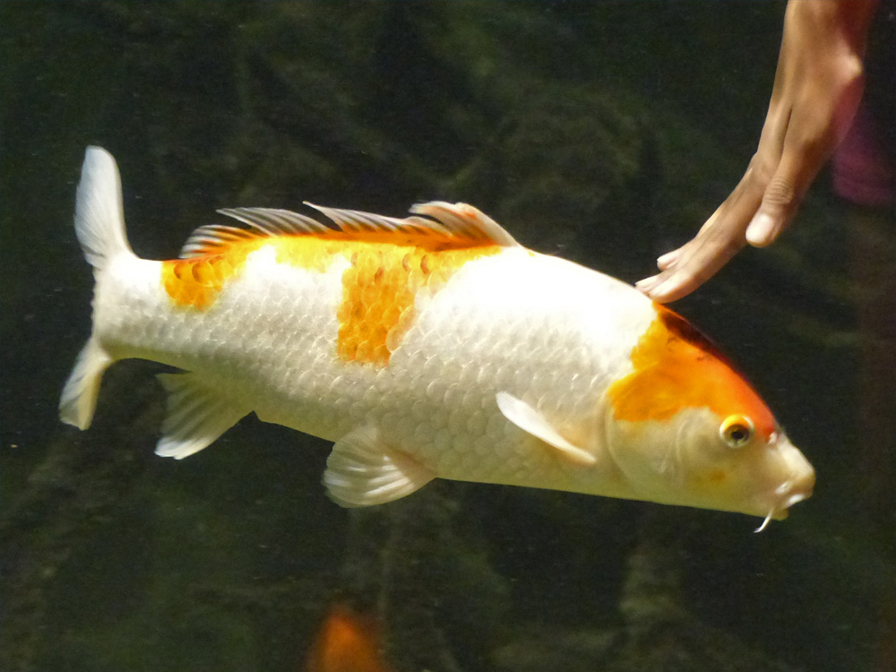 516 011 058 001 cyprinus carpio koi HdM wien aFilz3