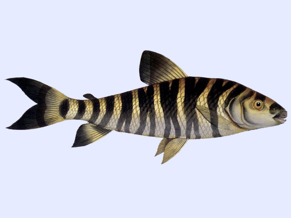 516A 001 003 002 leporinus fasciatus BLOCH