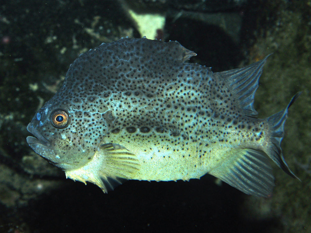 532 010 009 001 cyclopterus lumpus aqBerlin KR2