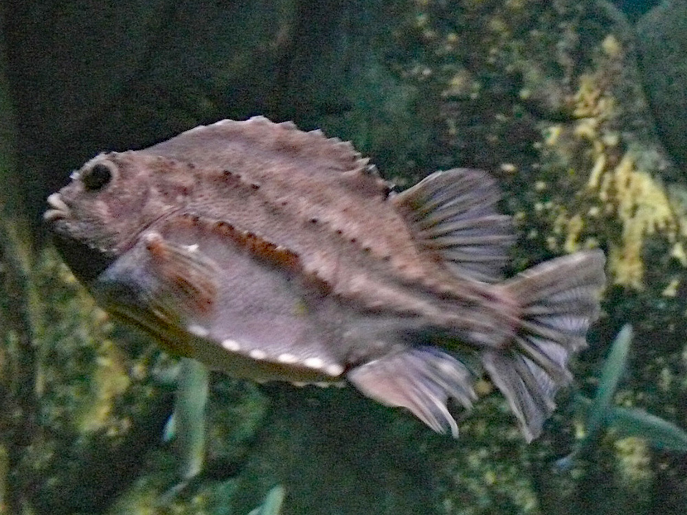 532 010 009 001 cyclopterus lumpus ozeaneum PD1