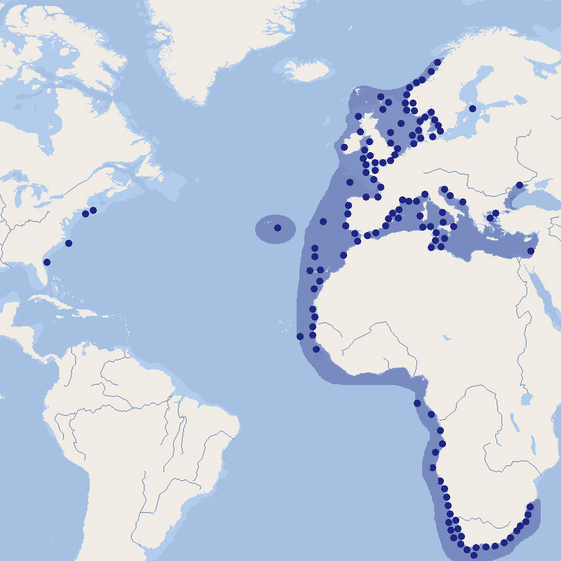 535 022 035 010 trachurus trachurus map