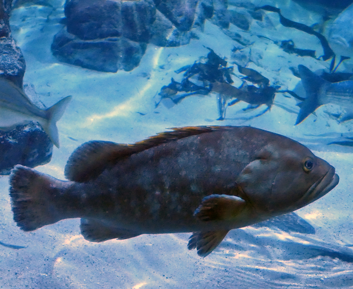 Riesenzackenbarsch (Epinephelus lanceolatus) im Zoo Leipzig © Peter Dollinger, Zoo Office Bern