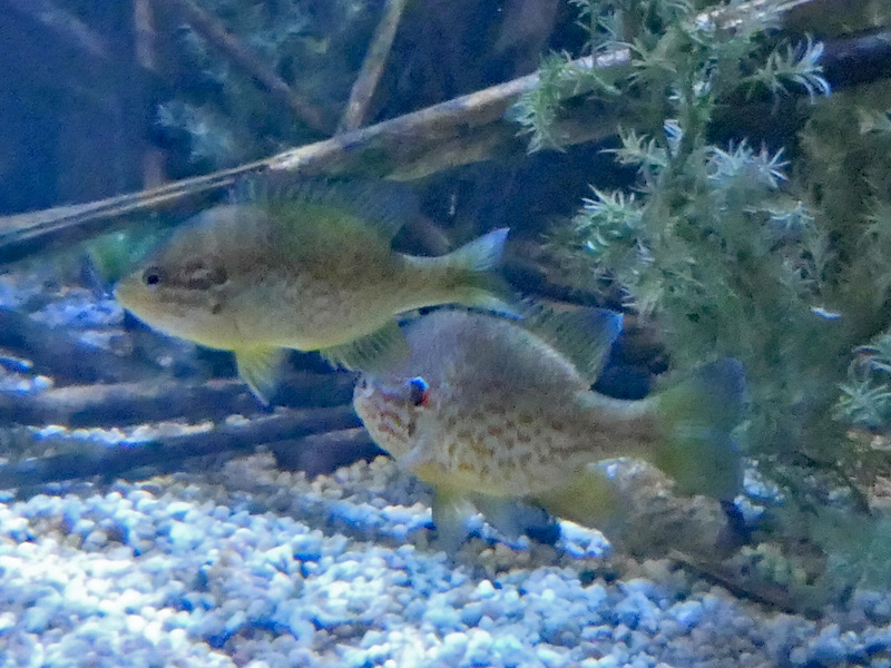 535 023 007 003 lepomis gibbosus straubing PD