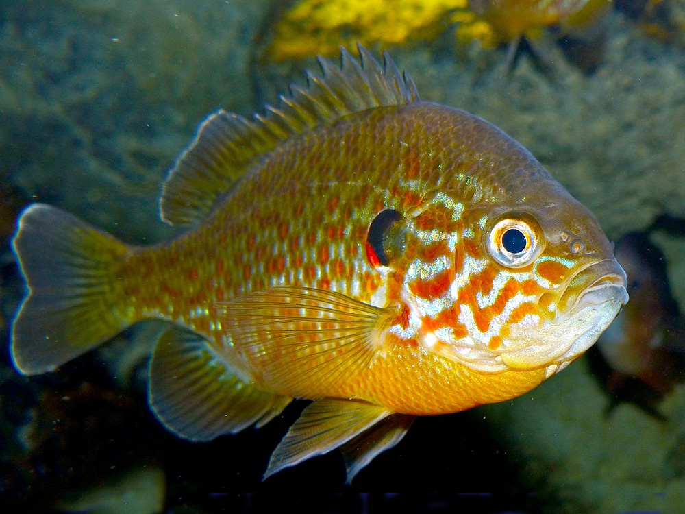 535 023 007 003 lepomis gibbosus valdeloire dupont