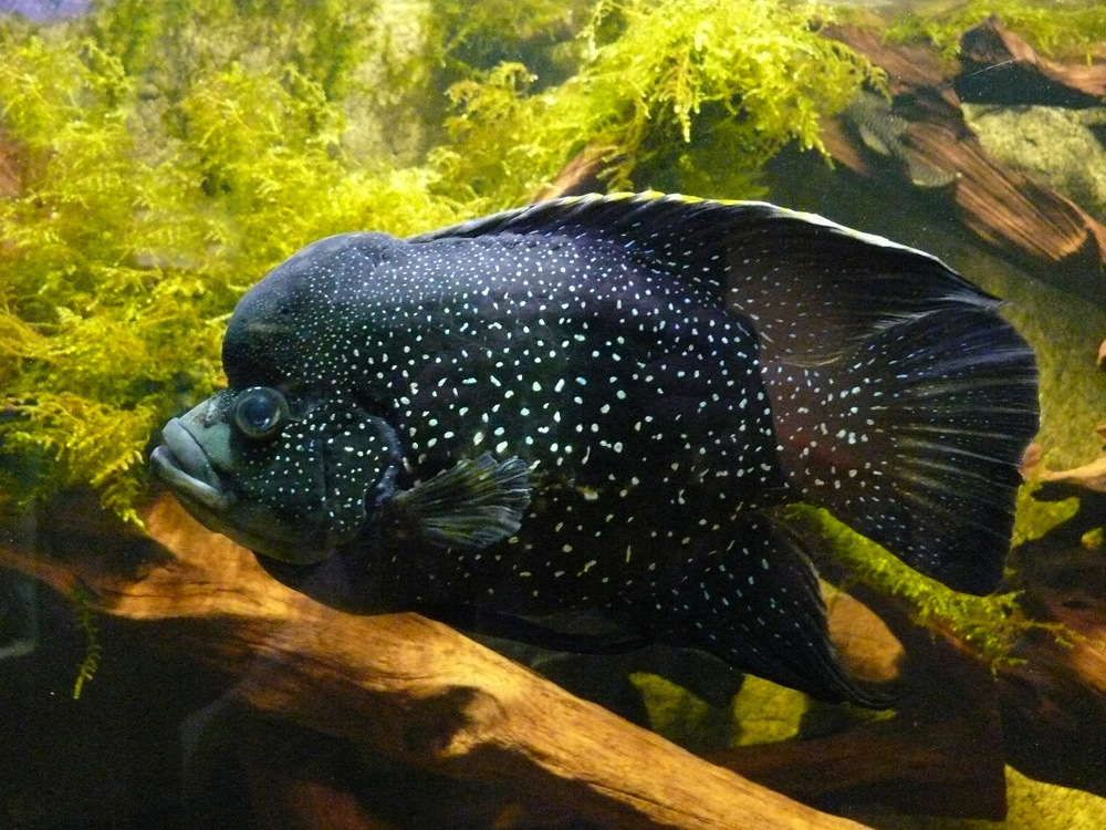 535 036 054 001 paratilapia bleekeri allex PD2