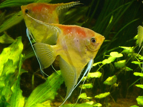 Segelflosser (Pterophyllum scalare), Zoo Basel © Peter Dollinger, Zoo Office Bern