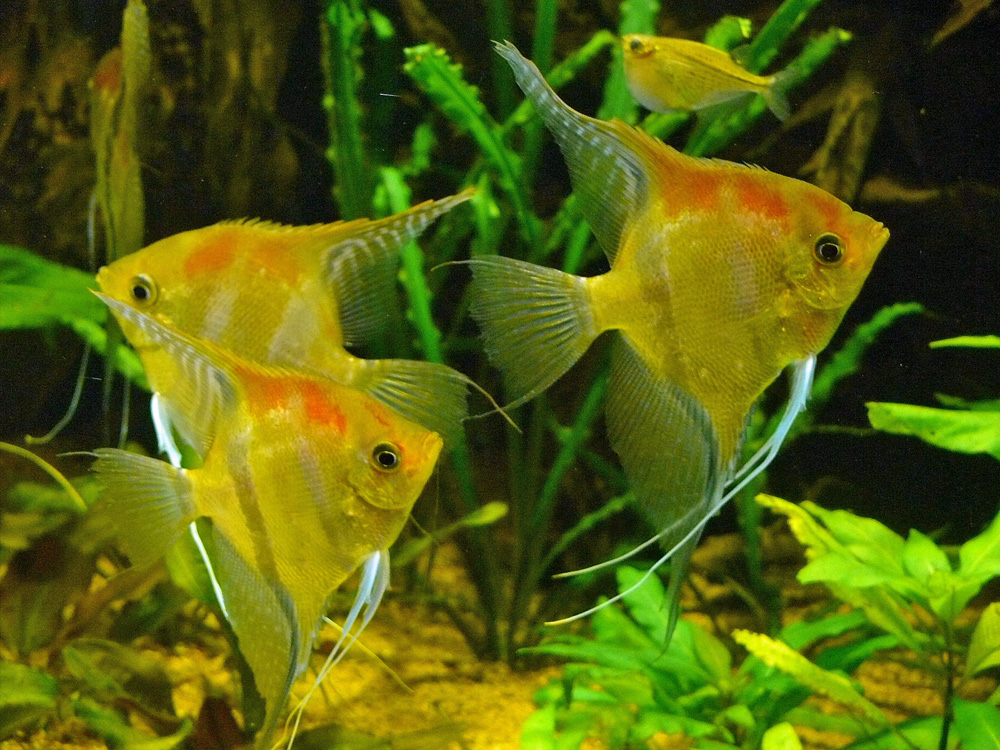 535 036 063 003 pterophyllum scalare bsl PD2