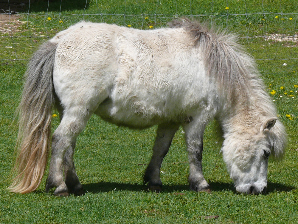 118 001 001 006A equus caballus shetland juraparc PD1