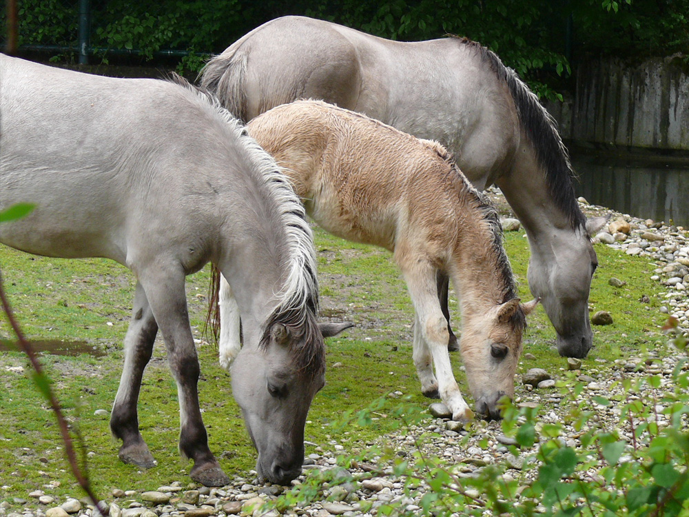 118 001 001 006 Equus ferus tarpan MUC PD1