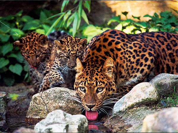 haltung 10-3-2-10 leopard traenke hagenbeck