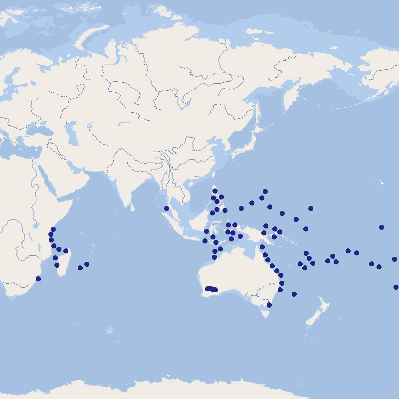 C dardanus megistos map