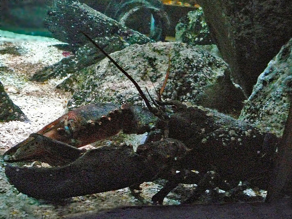 C homarus americanus scheveningen