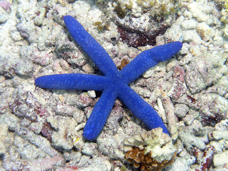 E linckia laevigata Fiji JulieBedford NOAA