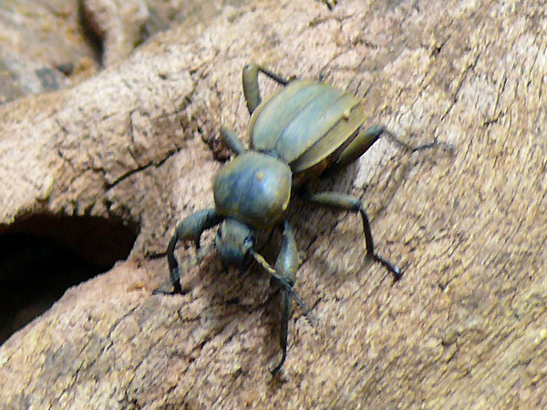 I scaurus tristis schwarzkäfer aquazoo PD