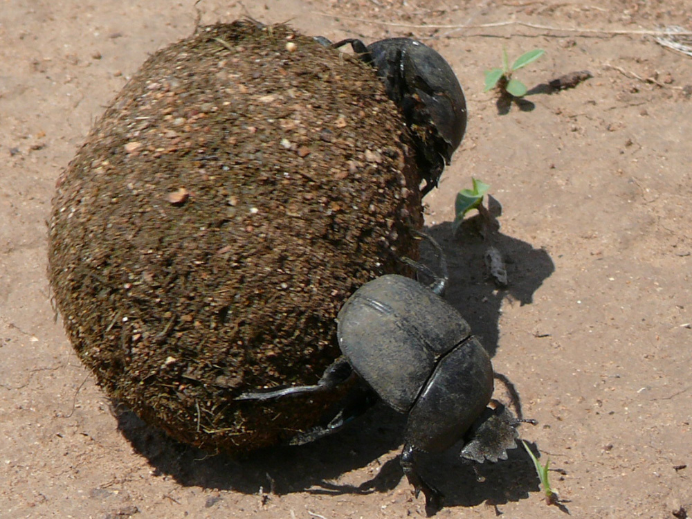 I scarabaeus sp pilanesberg PD1