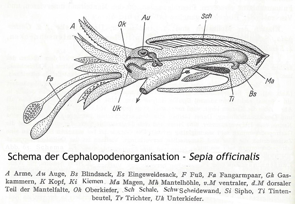 M cephalopoda bauplan