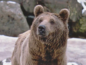 Syrischer Braunbär (Ursus arctos syriacus)im Natur- und Tierpark Goldau 