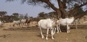 Wiederansiedlung von Mendes- (Addax nasomaculatus) und Säbelantilopen (Oryx dammah) im Bou Hedma-Nationalpark, Tunesien